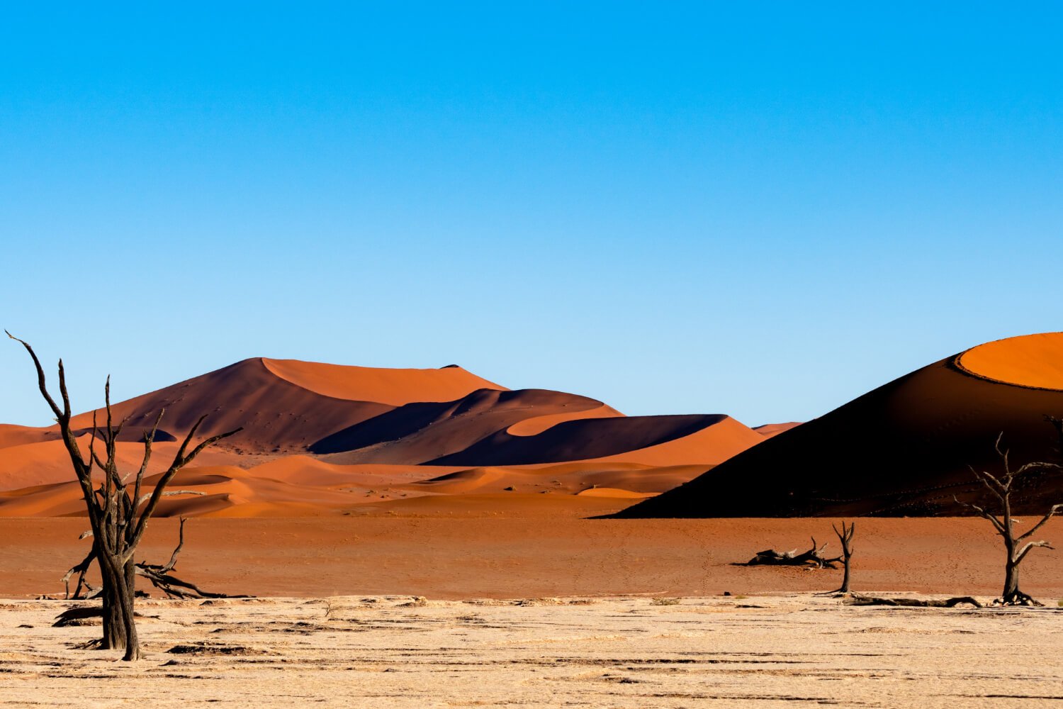 Deadvlei - Desert de Namib - Safari en Namibie